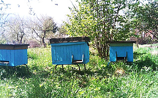 W Elblągu pojawią się miejskie ule. „Pszczoły są dużo bezpieczniejsze w mieście, niż na terenach wiejskich”